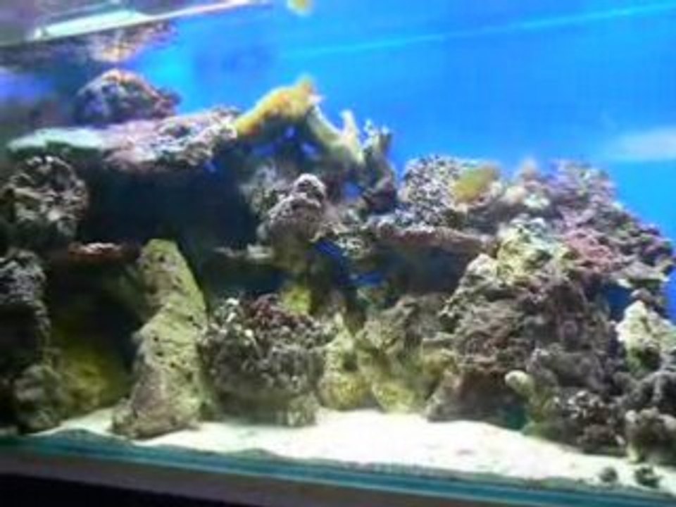 Aquarium eau de mer
