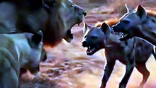 Lion vs Hyena – Ultimate Savanna Showdown