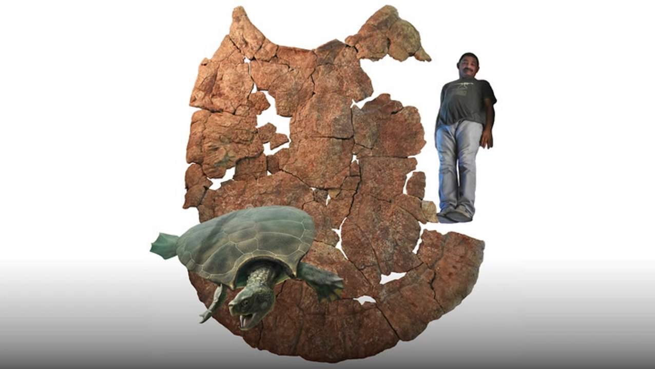 Uncovering the Truth Behind a Giant Turtle Shell Discovery - video ...