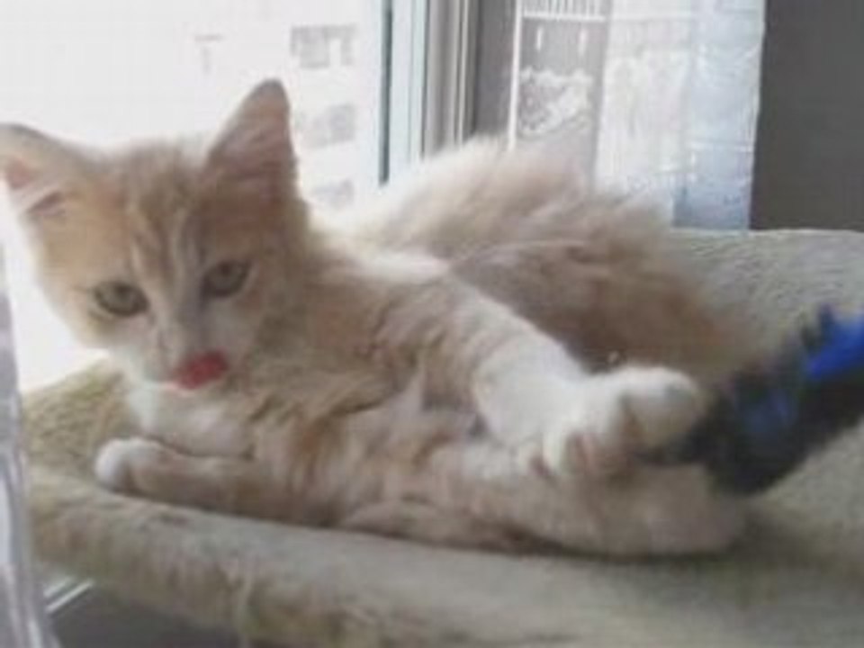 Keanu - The 4th cat
