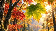 Why Do Maple Leaves Turn Red?
