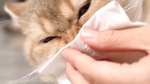 Feline Nose Faces the Chill: A Comedic Take on Pet Care