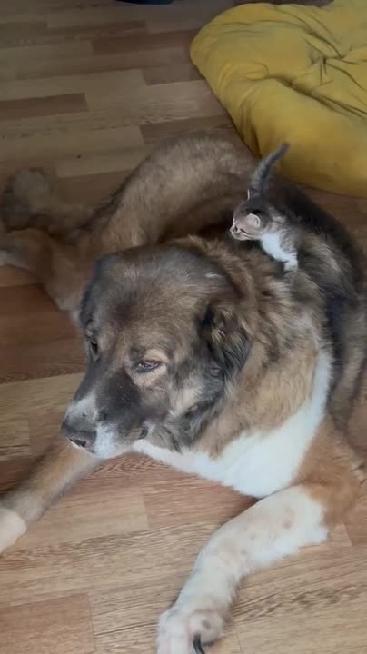 Stray Shepherd Dog Calmly Lets Kitten Climb All Over Them - video ...
