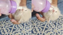Adorable Kitten Relishes Bottle of Milk in Heartwarming Clip