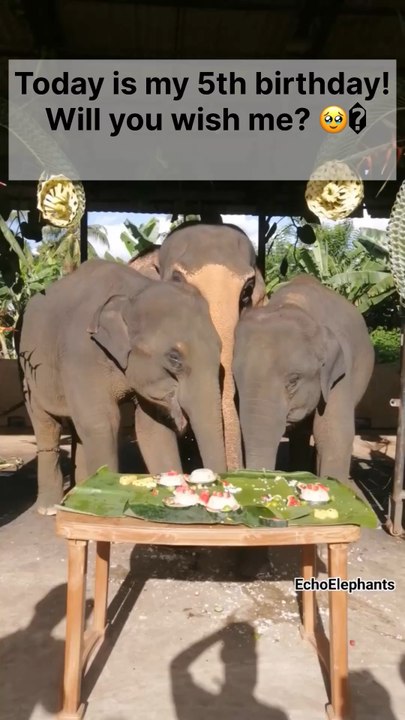 Elephant Celebrates 5th Birthday! 🎂 A Special Day Full of Joy and Love ...