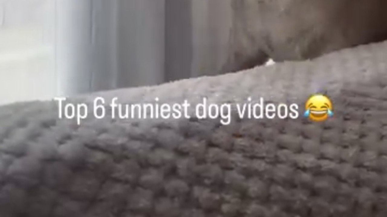 Top 6 Funniest Dog Videos That Will Make You Cry Laughing 😂 | Try Not ...