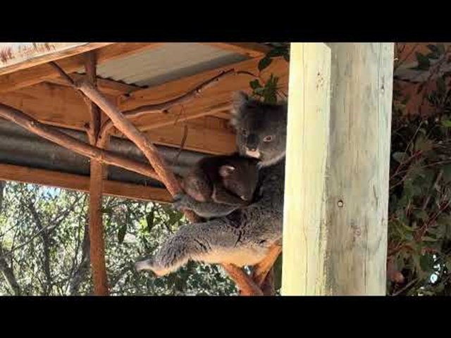 Sleepy Baby Koala Snuggles Safely in Mother's Arms