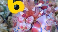 TOP 10 des crevettes les plus belles ! #crevette #ocean #beauté #animaux #nature