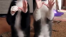 Funny Cat & Dog Videos 😻 Adorable Dancing Cats & Dog #funny #viral