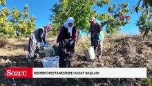Demirci kestanesinde hasat başladı