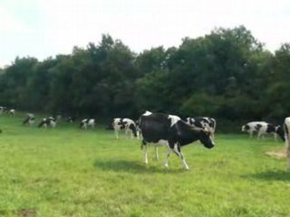 vache aux champ