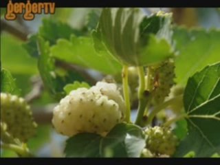 Cumali Badur Obejektifinden Fotoğraflar