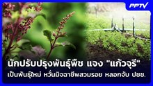 นักปรับปรุงพันธุ์พืช แจง "แก้วจุรี" เป็นพันธุ์ใหม่ หวั่นมิจฉาชีพสวมรอย หลอกจับ ปชช. | เข้มข่าวค่ำ |