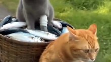 Very funny cats 🤣🤣