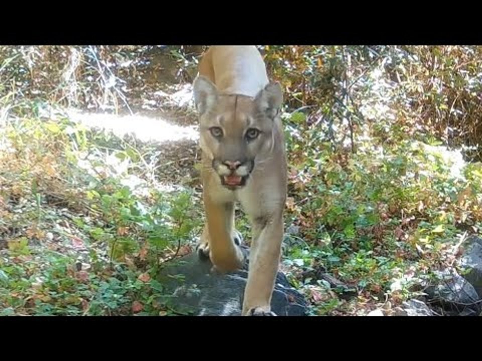 Trail Cameras Reveal Bears and Big Cats in National Forest - video ...
