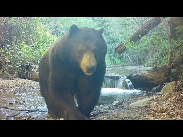 Trail Camera Reveals Hidden Wildlife Along Forest Creek