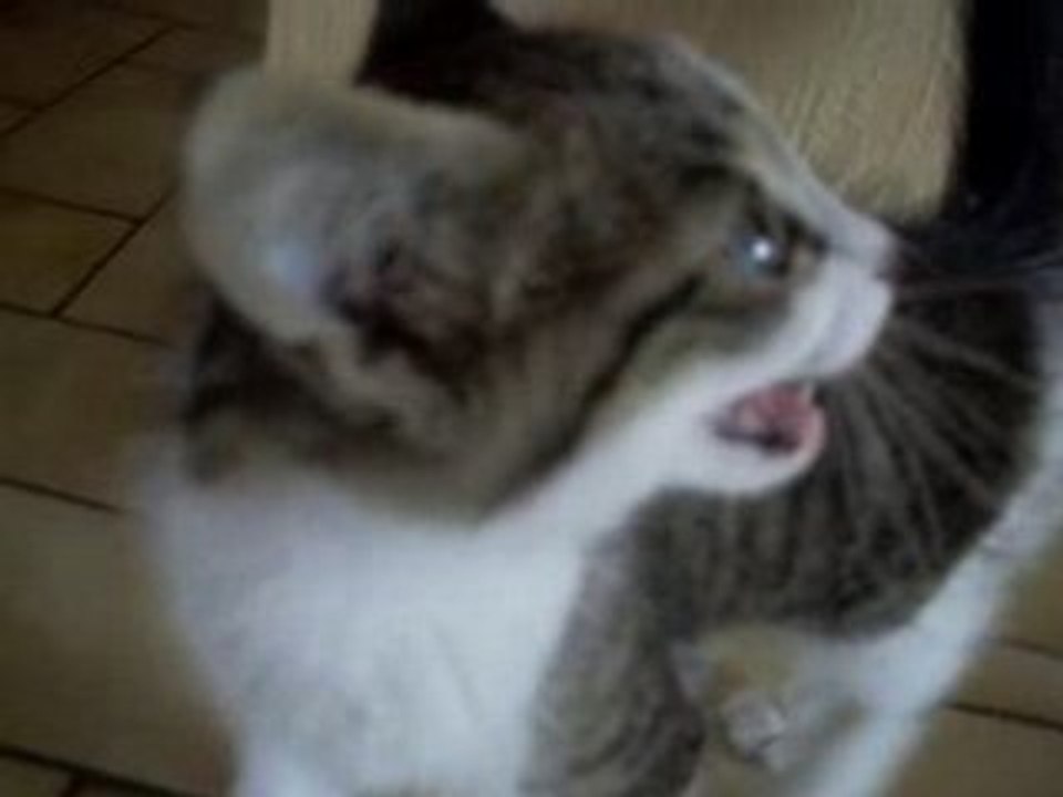 chaton