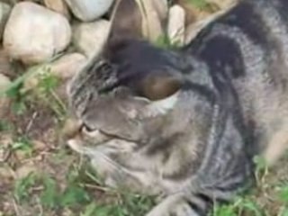 Zoom sur Vénus ma chasseuse