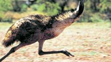 The Great Emu War
