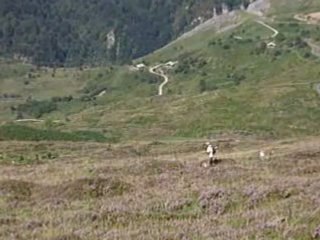 Ultece du bois de l'henchy point le 30 Aout 2008 au Soulor