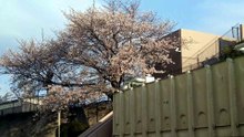 サクラ2026