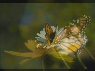 Zeynep Başkan – Bir yiğit gurbete gitse