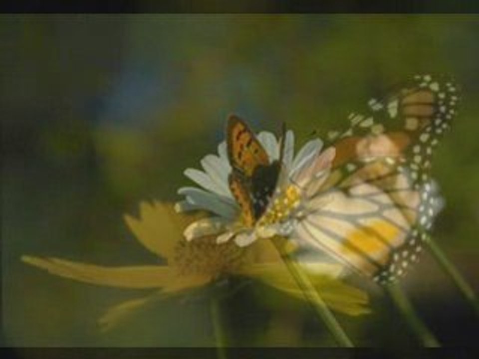 Zeynep Başkan – Bir yiğit gurbete gitse