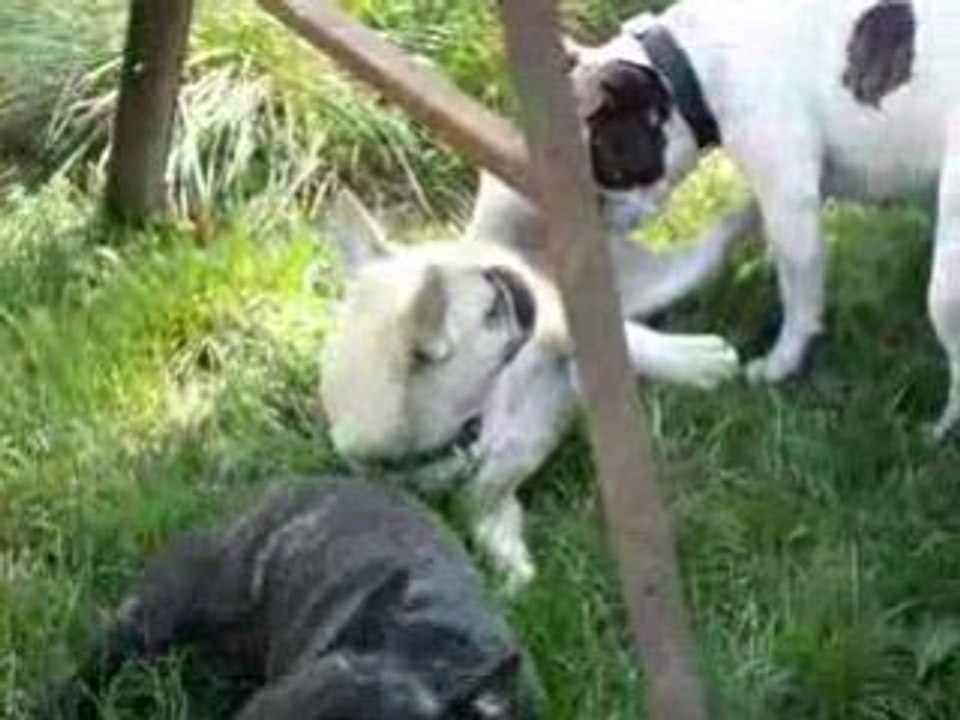 les bouledogues au club canin