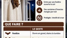 Une chauve-souris dans ta maison : ne la touche pas à mains nues