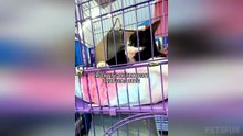 Funniest Cats and Dogs of 2026