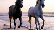 🌅 Sunset Beach Run! Golden & White Horse Splash Together! 🌊