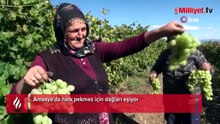 Pekmez için dağları deliyorlar