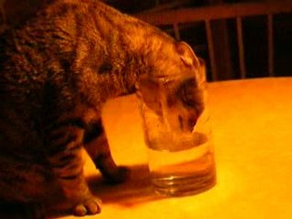 mon chat a soif!!!!!!
