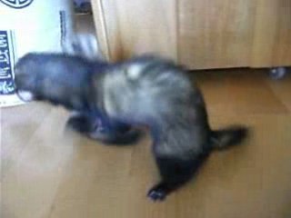 Les futurs stars Fufutesques