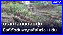 ดราม่าสนั่นดอยปุย มือดีตัดต้นพญาเสือโคร่ง 11 ต้น | เข้มข่าวค่ำ | 25 ต.ค. 69