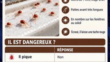 De minuscules points rouges sur ta fenêtre ? C'est l'acarien du trèfle