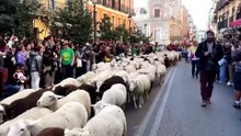 آلاف الأغنام تجوب شوارع مدريد في مهرجان الترحال الرعوي
