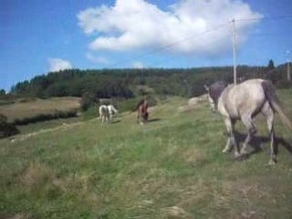 Le Bonheur est dans le pré