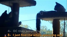 Your bests (FunnyAnimals)