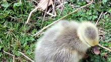 Plop contemplates the enormous stompers before him. | #SparklegleamFarm #Plop #homestead #goose #farmanimals #soft #cute