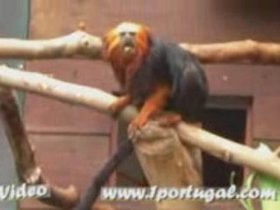 Jardim Zoologico de Lisboa - Agosto 2008 - 1