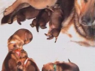 Chiots 10 premiers jours 2008