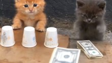 Dancing Cats & Dog 😻 Funny Cat & Dog Videos