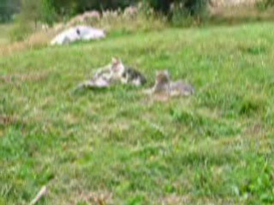 31 aout 2008 col du granier chatons (savoie ou bien?)