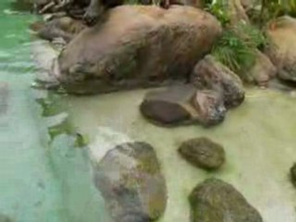 zoo doué vid39