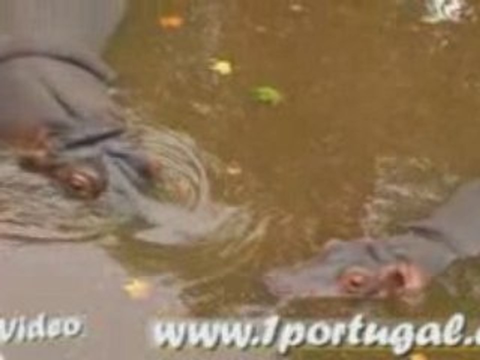 Jardim Zoologico de Lisboa - Agosto 2008 - 3