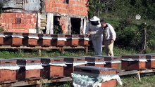 Sinop’ta genç kadın girişimci 350 kovanla bal üretiyor
