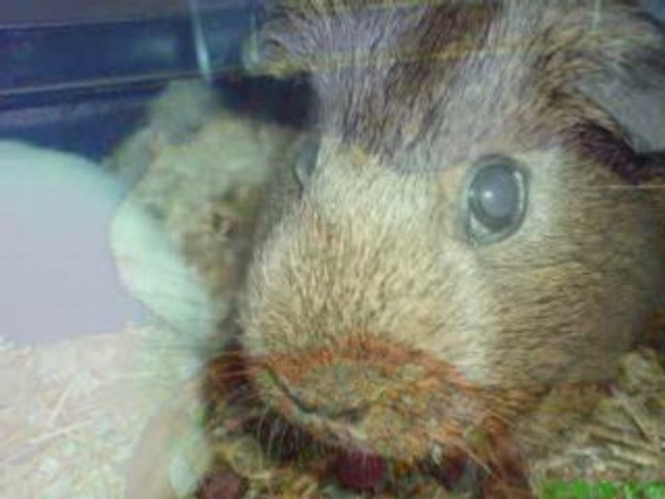 Die lieben Schweinchen (1)