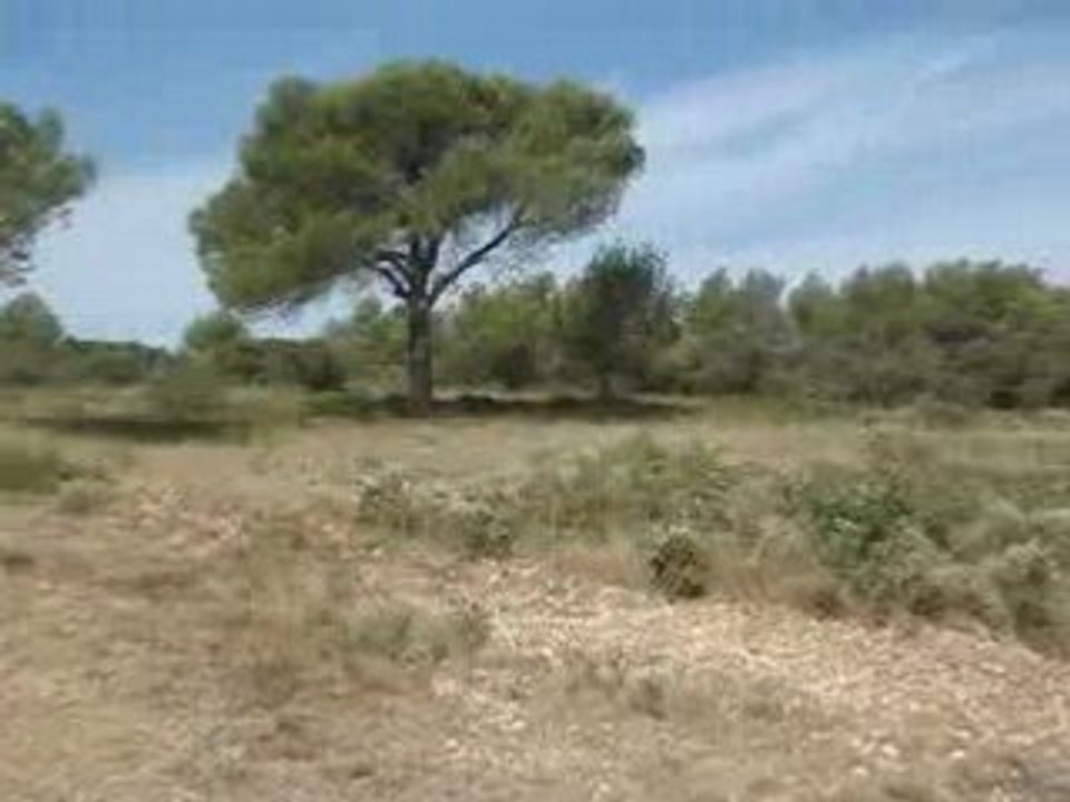 Collines de Saint Cannat massif des 4 termes (1)