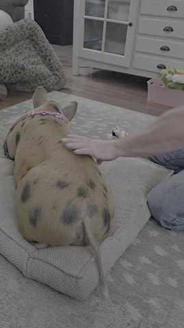 Pig Mimics Squeaky Toy When Owner Touches Her